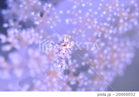 イソコンペイトウガニ　沖縄　 20000032