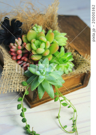多肉植物インテリア 多肉植物インテリア 20000362