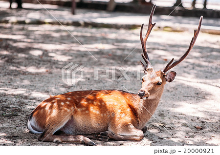 japan deer miyajima hiroshima asia shrine 20000921