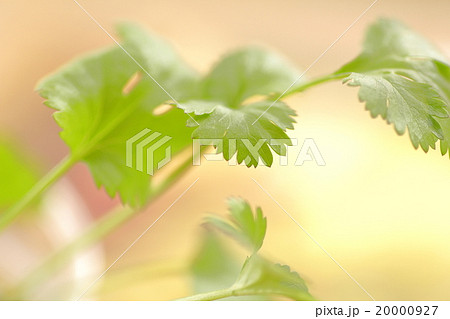 パクチー パクチー 20000927