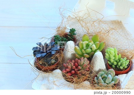 多肉植物インテリア 20000990