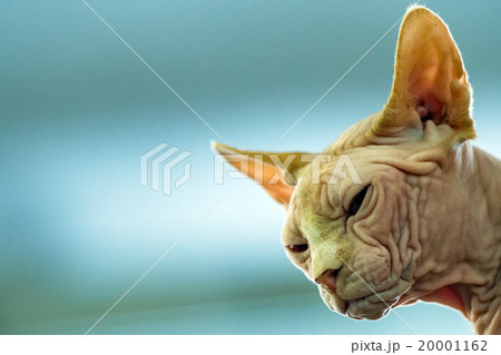 sphynx cat close up portrait sphynx cat close up portrait 20001162