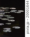 蓮 20001644
