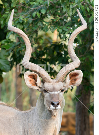 male greater kudu 20001721