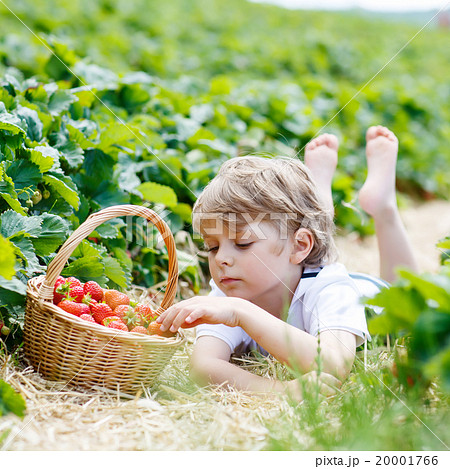Little kid boy picking strawberries on farm Little kid boy picking strawberries on farm 20001766