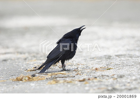 ハシボソガラス 20001869