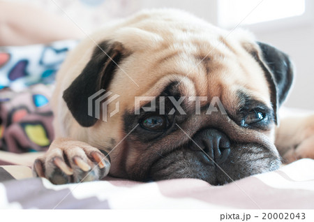Face of Cute pug puppy dog sleeping on the bed 20002043