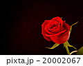 薔薇 20002067