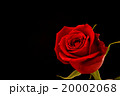 薔薇 20002068