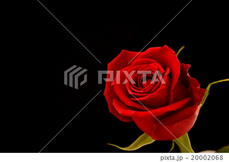 薔薇 20002068