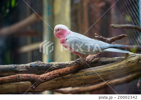 galah cockatoo 20002342