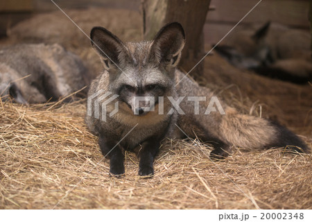 bat eared fox bat eared fox 20002348