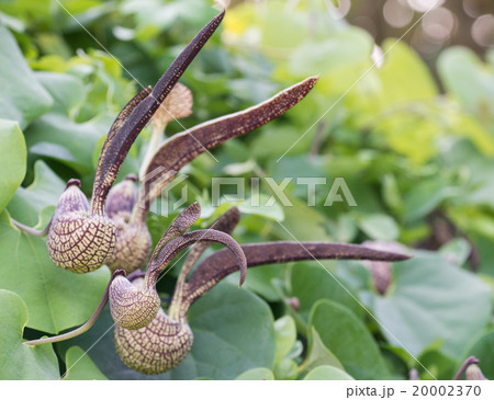Aristolochia ringens Vahl 20002370