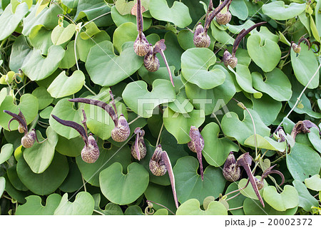 Aristolochia ringens Vahl 20002372
