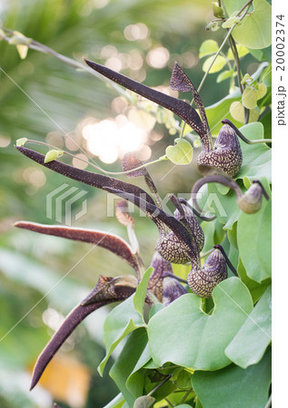Aristolochia ringens Vahl 20002374