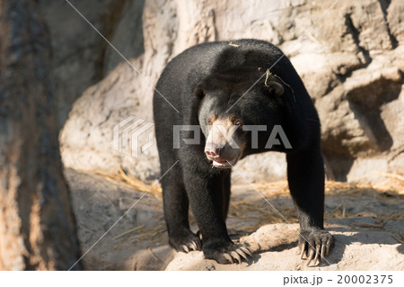 malayan sunbear 20002375