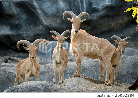 barbary sheep barbary sheep 20002384
