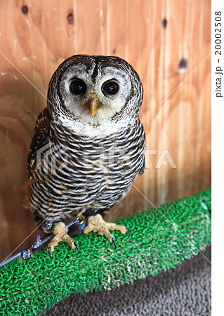 ミミズク ふくろう 猛禽類 チャコールモリフクロウ 雛の写真素材 ミミズク ふくろう 猛禽類 チャコールモリフクロウ 雛の写真素材