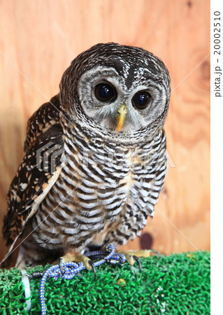 ミミズク　ふくろう　猛禽類　チャコールモリフクロウ　雛 20002510