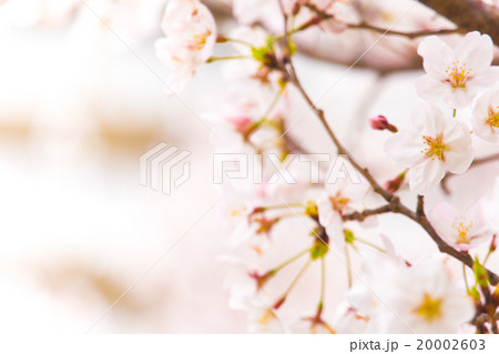 満開の桜 満開の桜 20002603