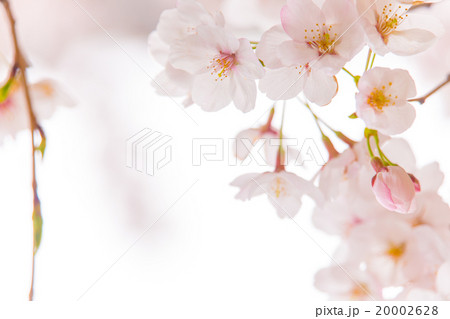 満開の桜 満開の桜 20002628