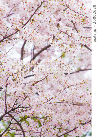 満開の桜 20002629