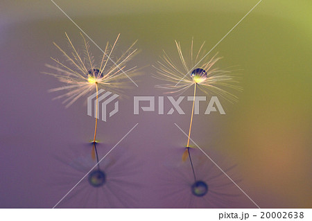 タンポポ綿毛の創作写真　水滴写真 20002638
