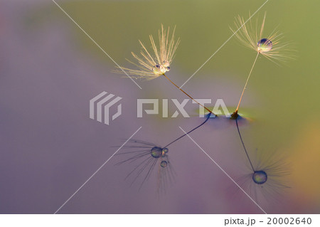 タンポポ綿毛の創作写真 水滴写真 タンポポ綿毛の創作写真 水滴写真 20002640