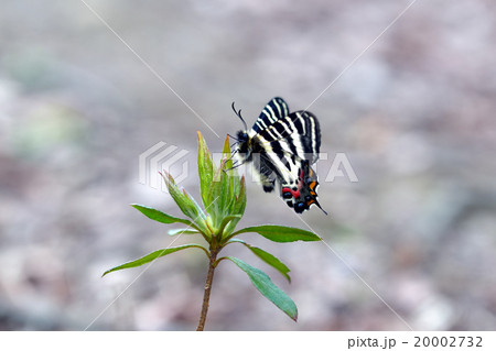 ギフチョウ ギフチョウ 20002732
