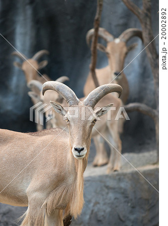 male Barbary sheep (Ammotragus lervia) 20002892