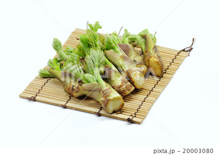 タラの芽 20003080
