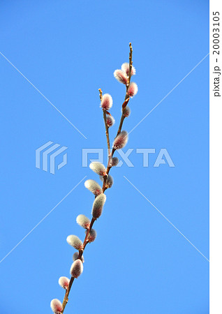 ネコヤナギ（猫柳） 20003105