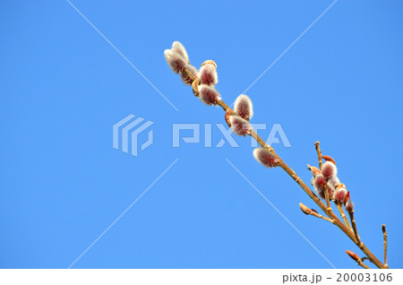 ネコヤナギ（猫柳） 20003106