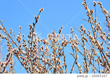 ネコヤナギ（猫柳） 20003107