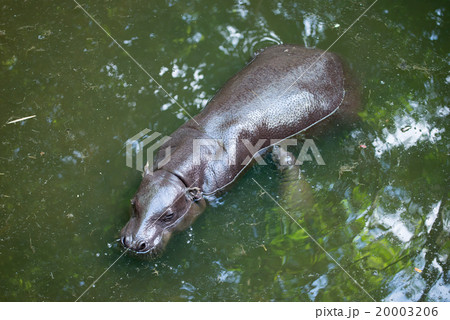 pygmy hippo and baby 20003206
