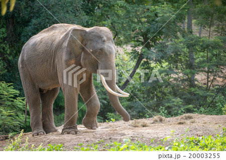 asia elephent tether with chain 20003255