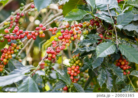 Coffee beans raw plantation 20003365