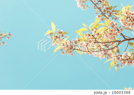 Wild Himalayan Cherry spring blossom 20003366