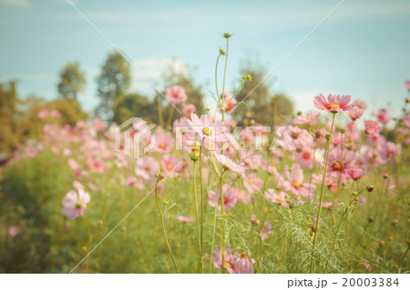 Cosmos flower blossom in garden Cosmos flower blossom in garden 20003384