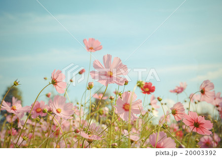 Cosmos flower blossom in garden Cosmos flower blossom in garden 20003392