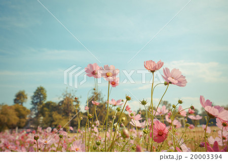 Cosmos flower blossom in garden Cosmos flower blossom in garden 20003394