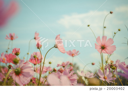 Cosmos flower blossom in garden 20003402
