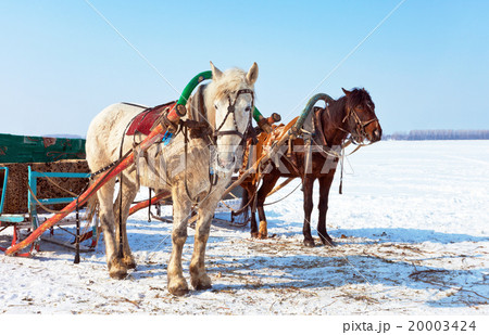 Horses with sledges at the bank of frozen river 20003424