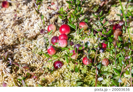 Wild cranberries growing in bog, autumn harvesting 20003636