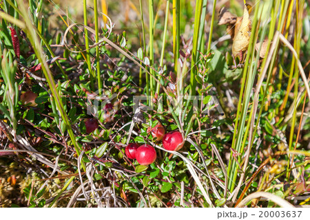 Wild cranberries growing in bog, autumn harvesting 20003637