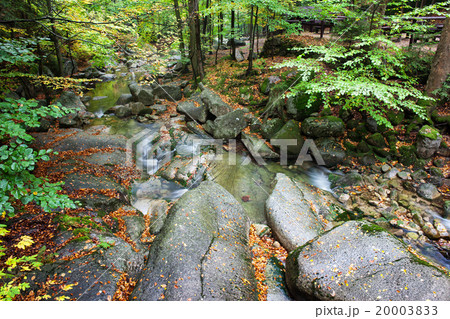 Small Creek In Autumn Forest 20003833