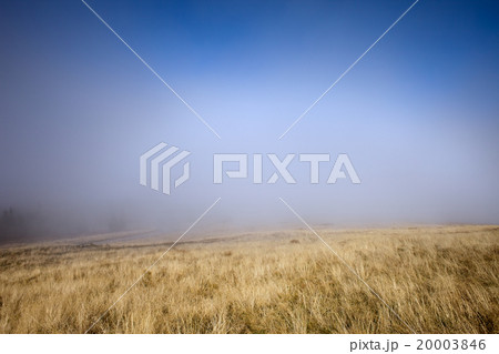 Mist at Meadow 20003846