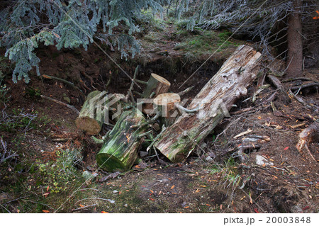 Forest Ground Hole with Tree Cut to Logs Forest Ground Hole with Tree Cut to Logs 20003848