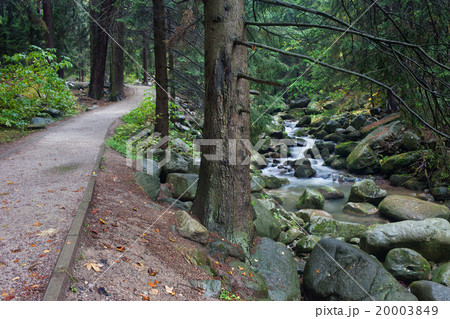 Path In The Forest Along Lomnica River In Karpacz Path In The Forest Along Lomnica River In Karpacz 20003849