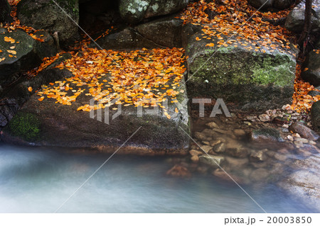 Autumn Leaves on Rocks at Creek 20003850